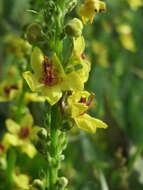 Verbascum nigrum L. resmi