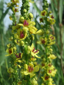 Verbascum nigrum L. resmi