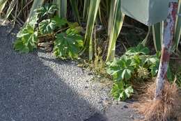 Image of tetrapanax