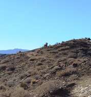 Image of Desert bighorn sheep