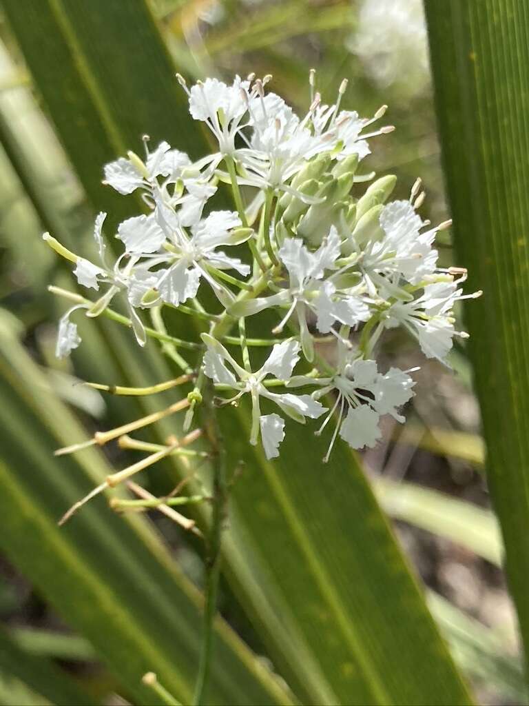 Image of Carter's mustard