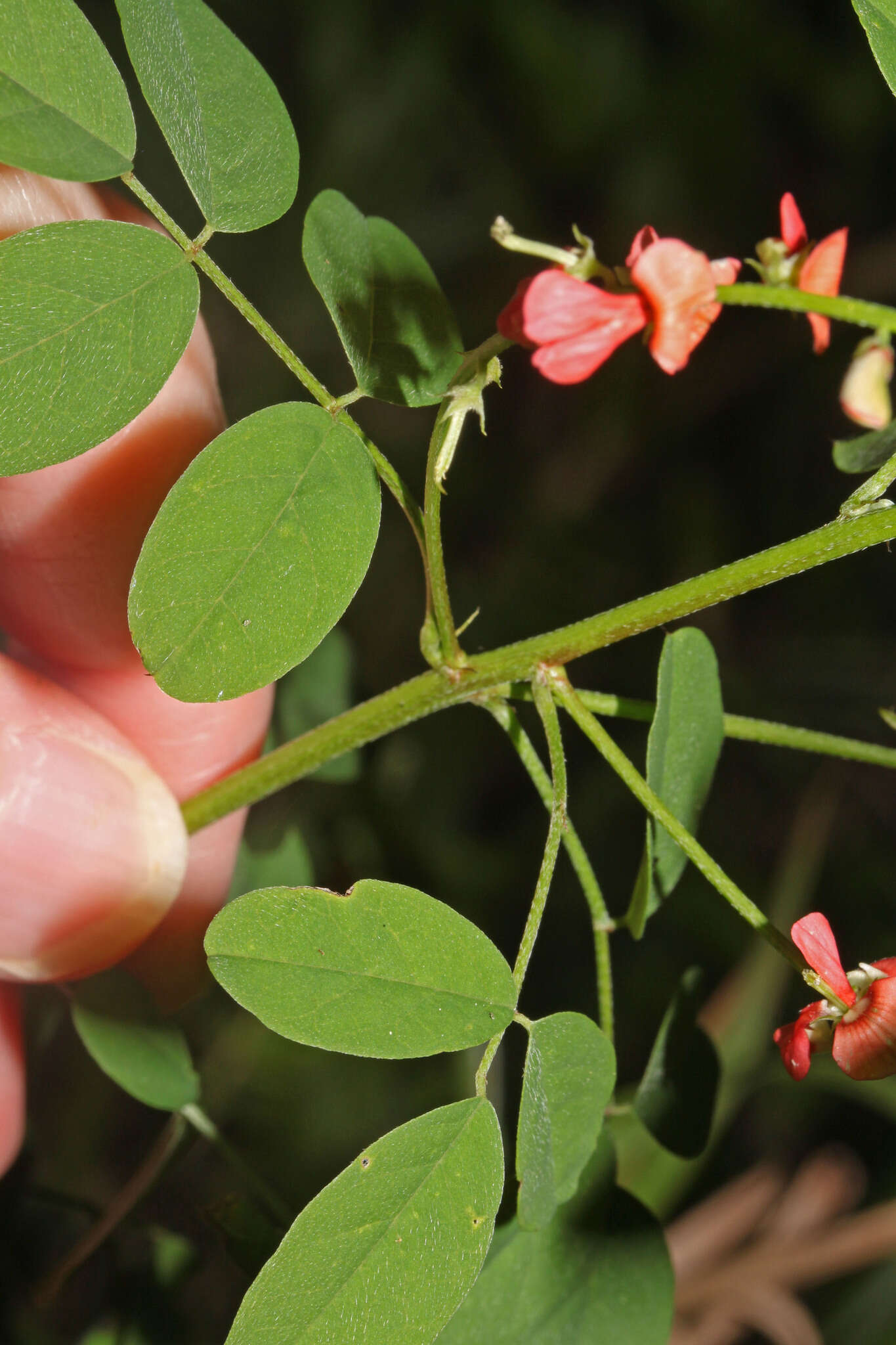 Indigofera trita L. fil.的圖片