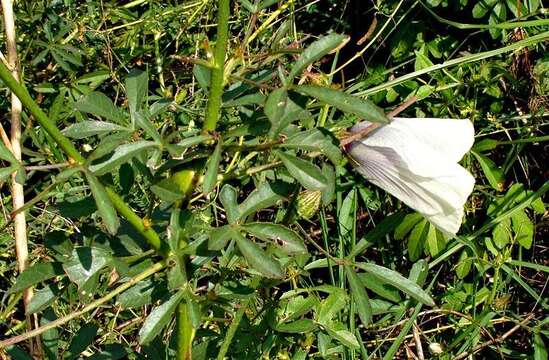 Imagem de Hibiscus cannabinus L.