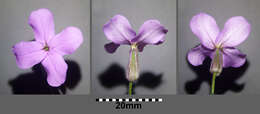 Image of Dame's-violet