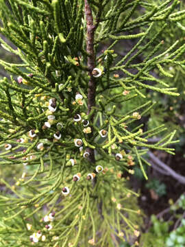 Image of Bog Pine