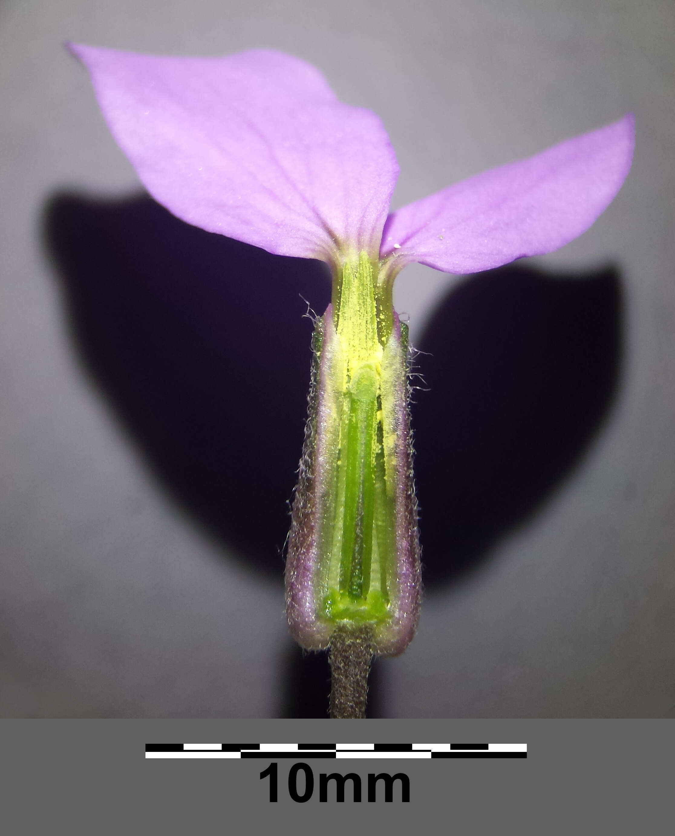 Image of Dame's-violet