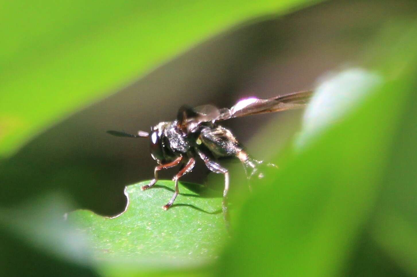 Image de Rhopalosyrphus guentherii (Lynch Arribalzaga 1891)