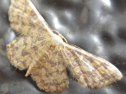 Image of Idaea auricruda Butler 1879