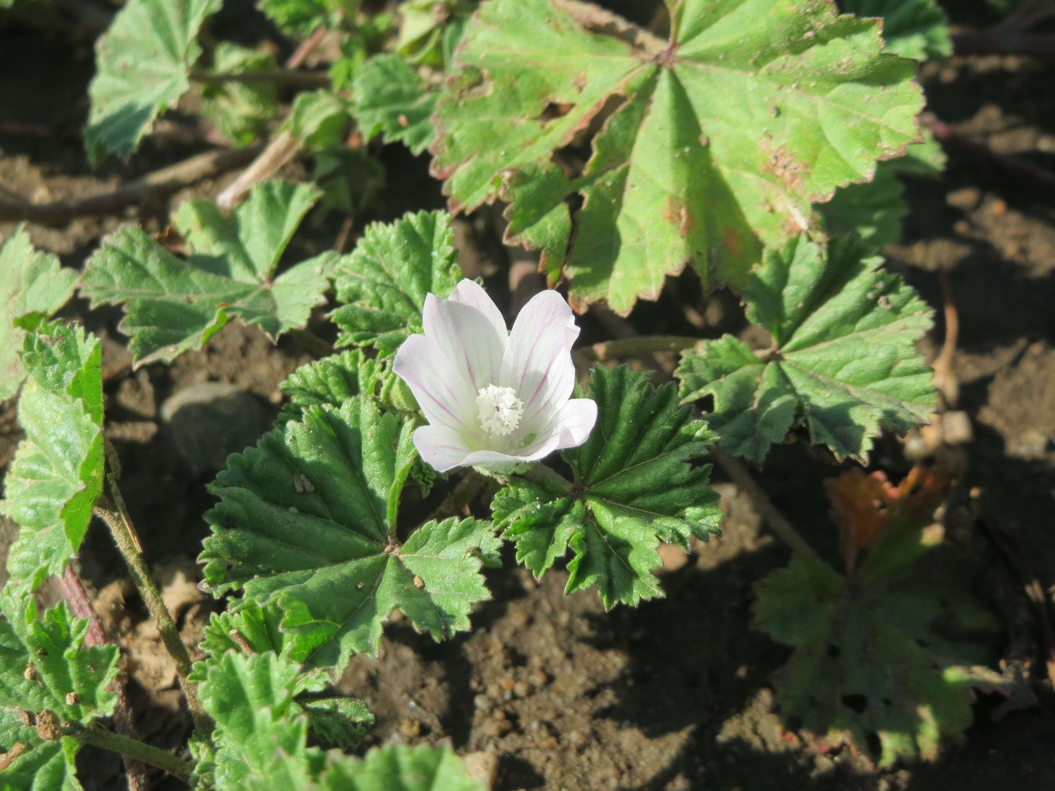 Image of common mallow