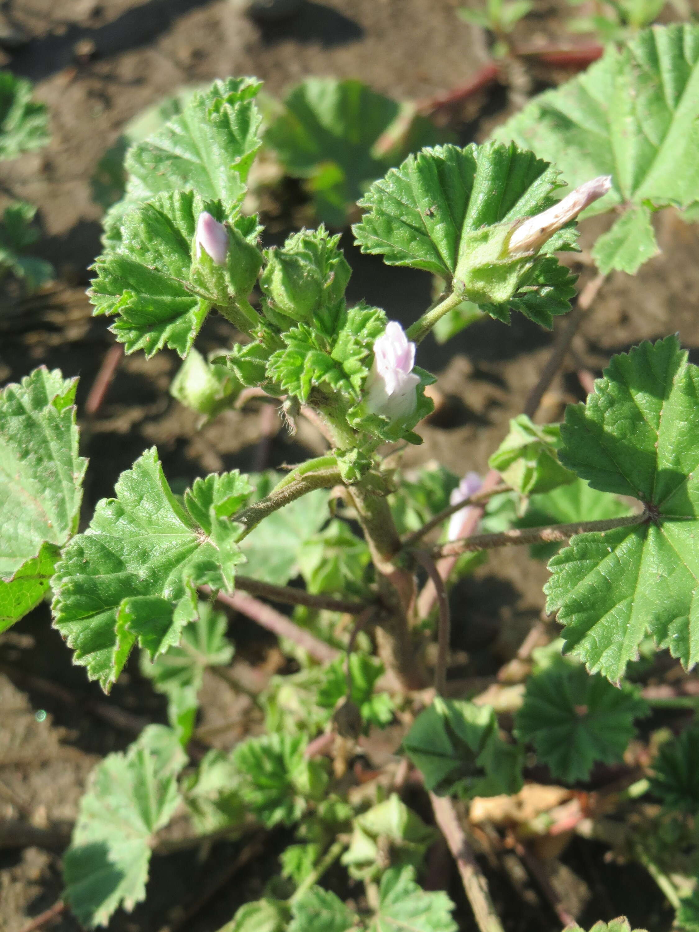 Image of common mallow