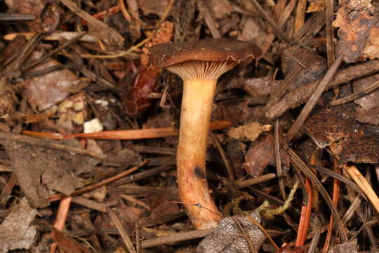 Image of Lactarius atrobadius Hesler & A. H. Sm. 1979