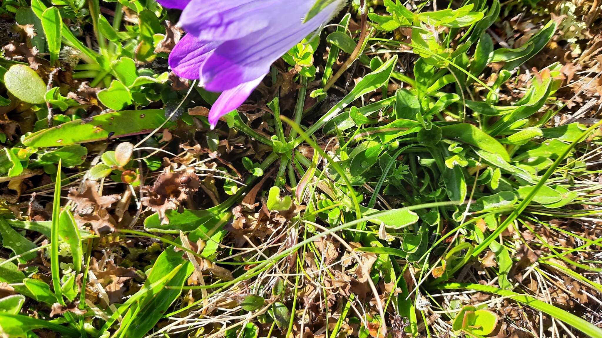 Image of Campanula tridentata Schreb.