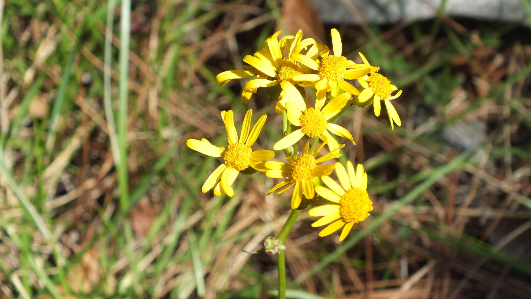 Image of Packera coahuilensis (Greenm.) C. Jeffrey