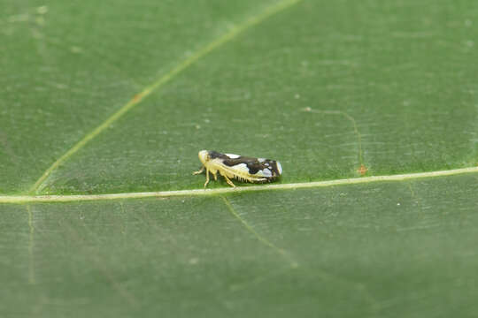 Eupteryx (Eupteryx) vittata (Linnaeus 1758) resmi