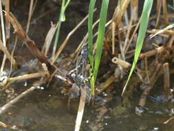 Слика од Zygonyx torridus (Kirby 1889)