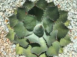 Image of Agave seemanniana Jacobi