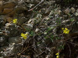 Image of Helianthemum italicum (L.) Pers.
