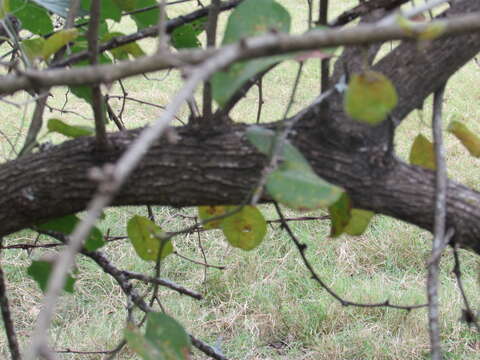 Image of Osage-orange