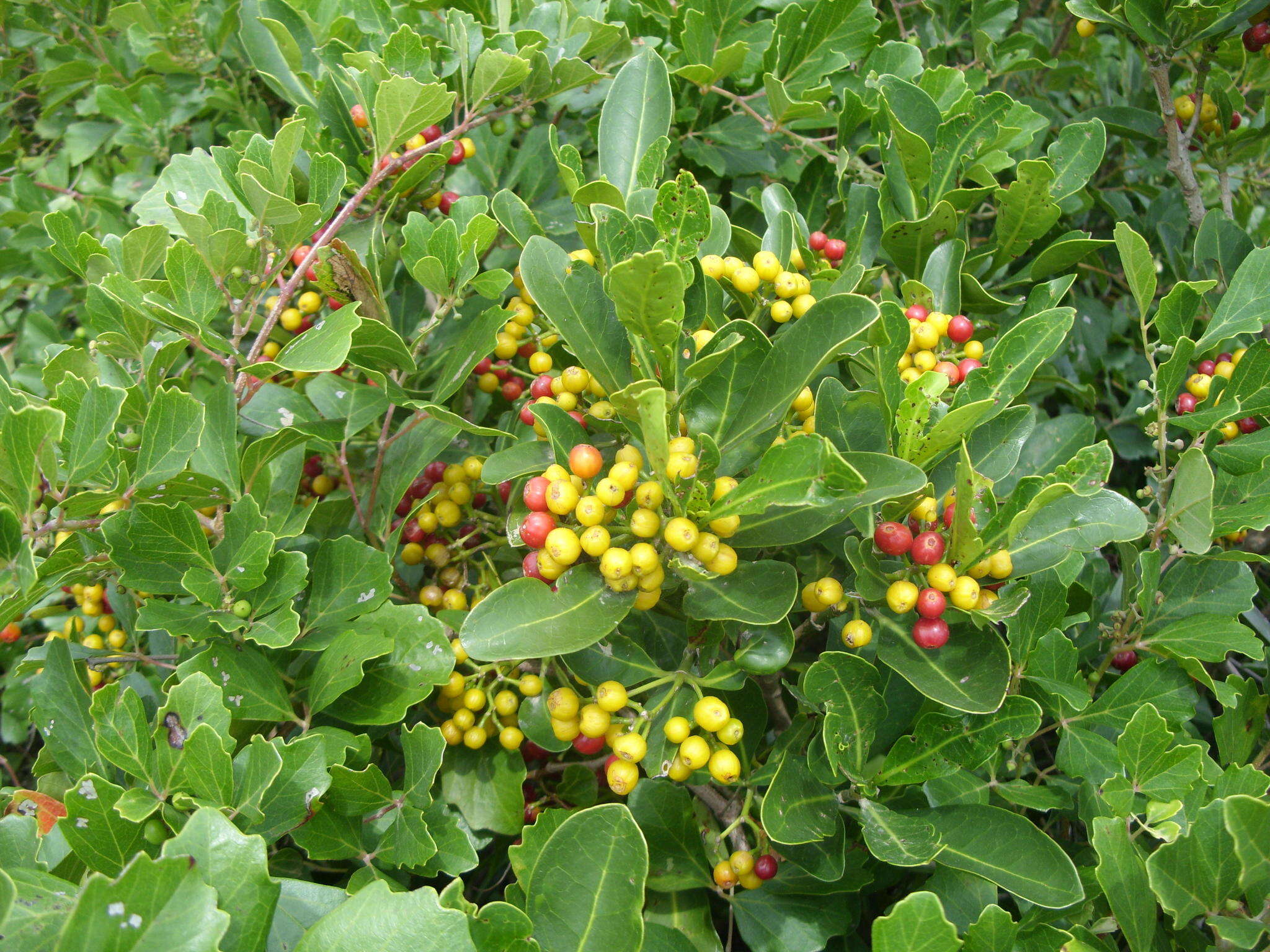 Image of Psychotria capensis subsp. capensis