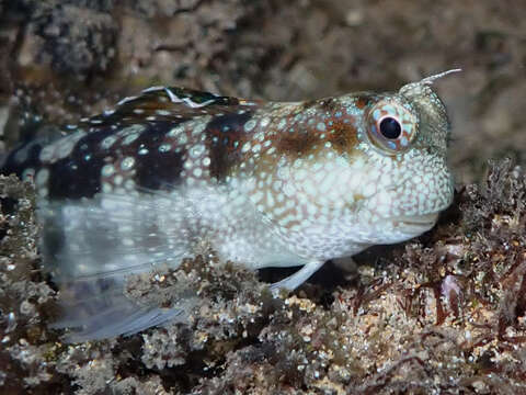 Image of Hump-headed Blenny