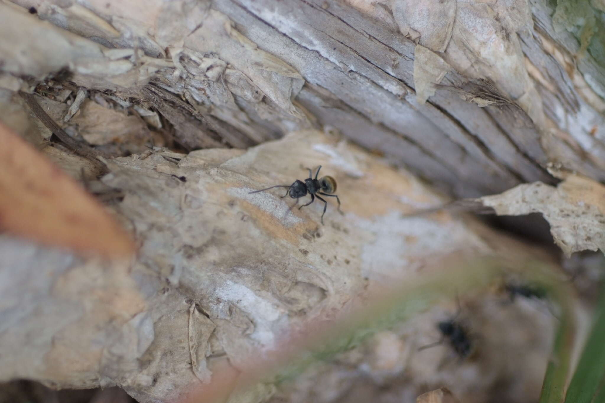 Image of Polyrhachis guerini Roger 1863