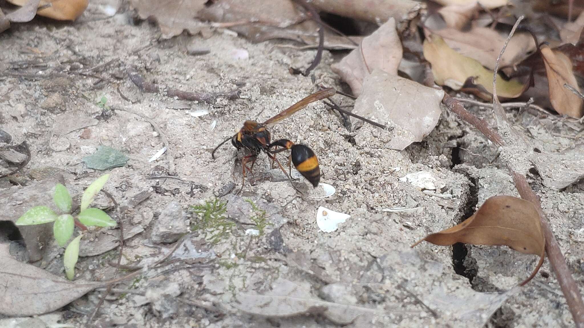 Слика од Oreumenes decoratus (Smith 1852)