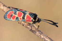 Image of Zygaena carniolica suavis Burgeff 1926