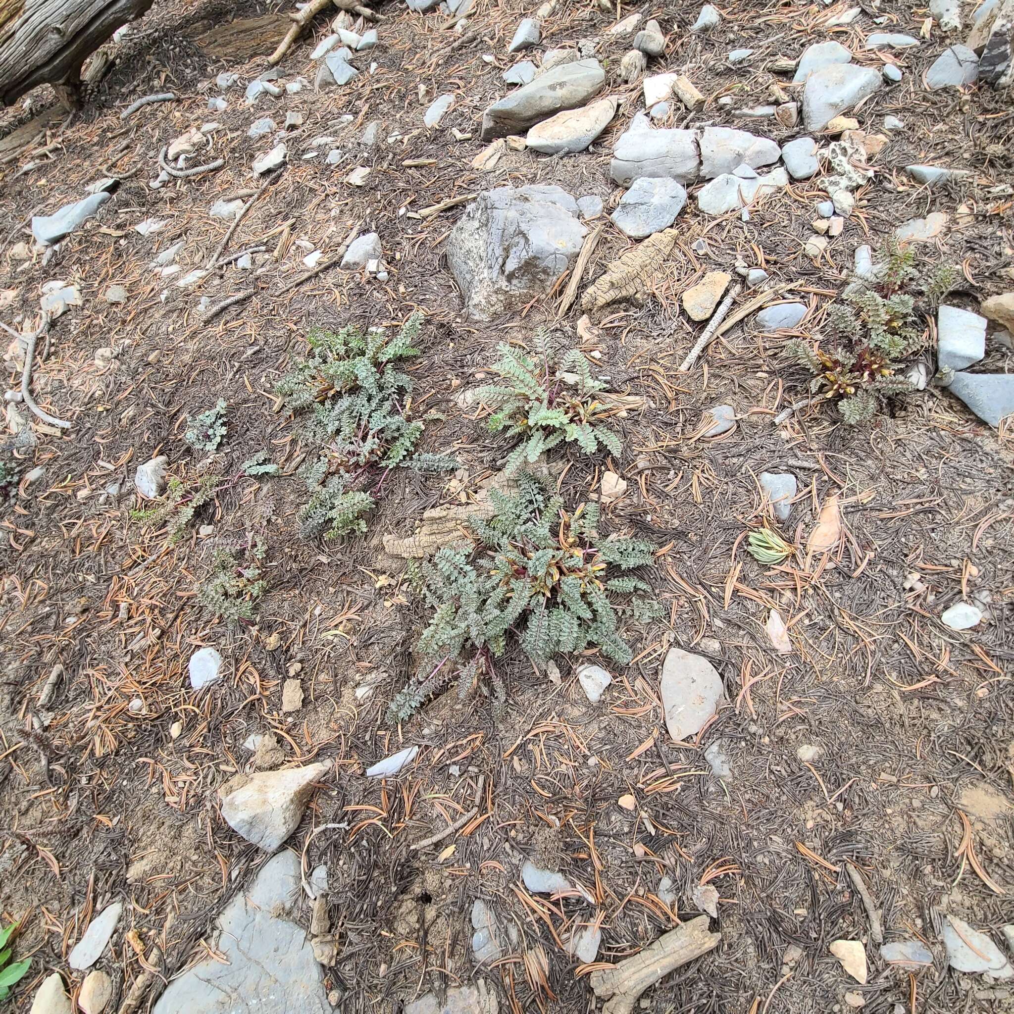 صورة Pedicularis semibarbata var. charlestonensis Pennell & Clokey