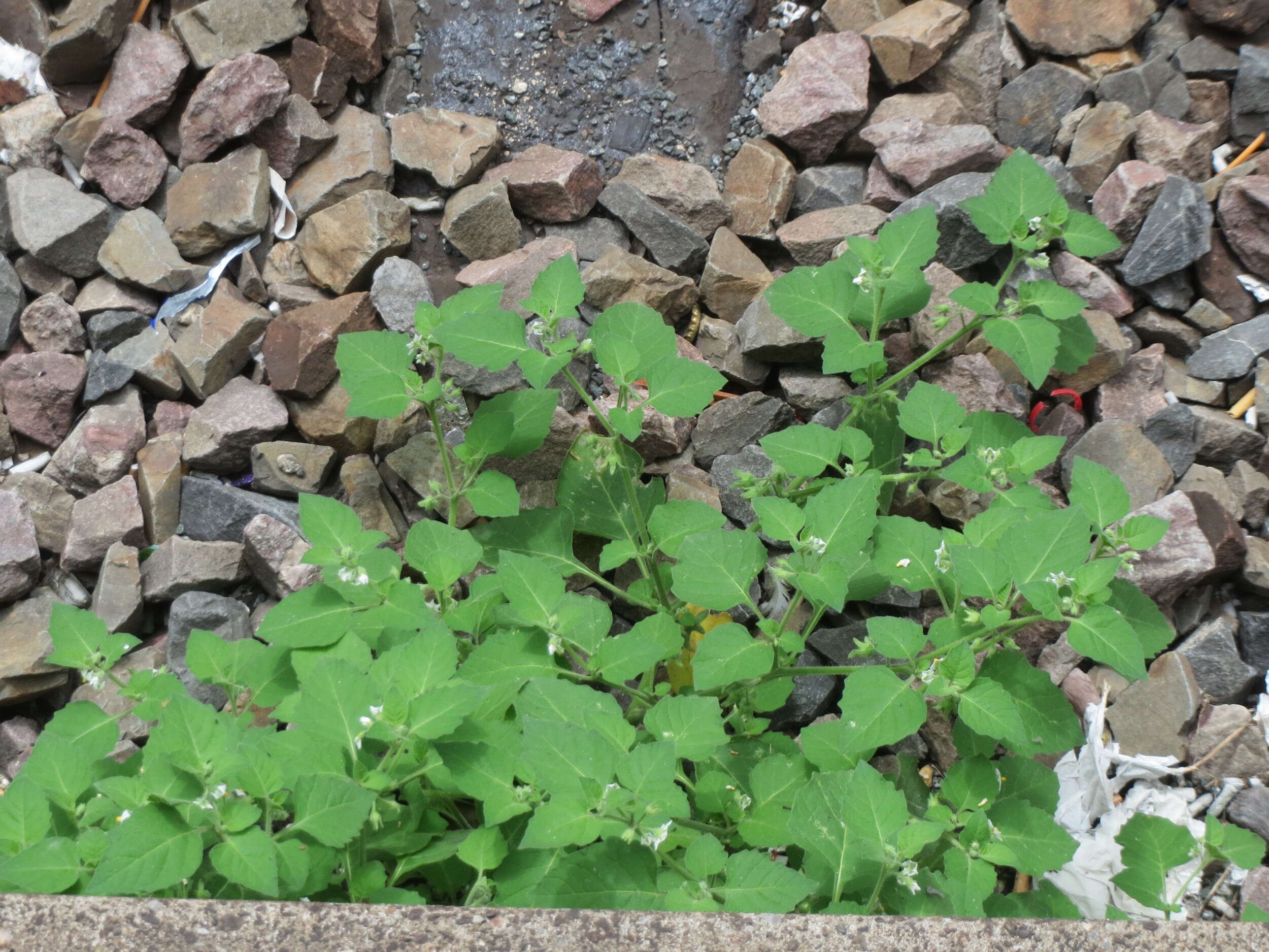 Plancia ëd Solanum nigrum L.