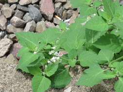 Image of European Black Nightshade