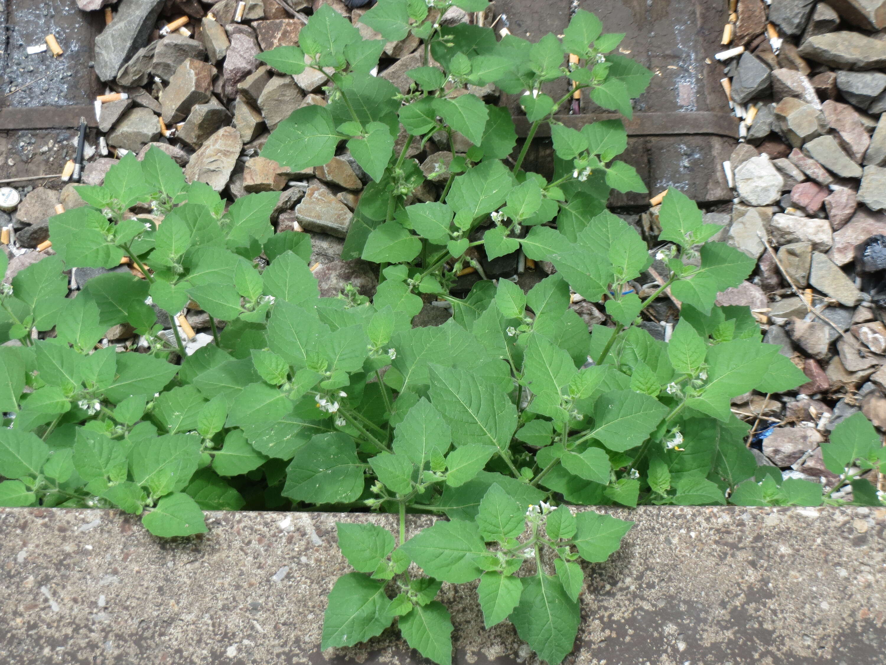 Image of European Black Nightshade