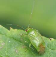 Apolygus spinolae (H. Meyer-Dur 1841) resmi