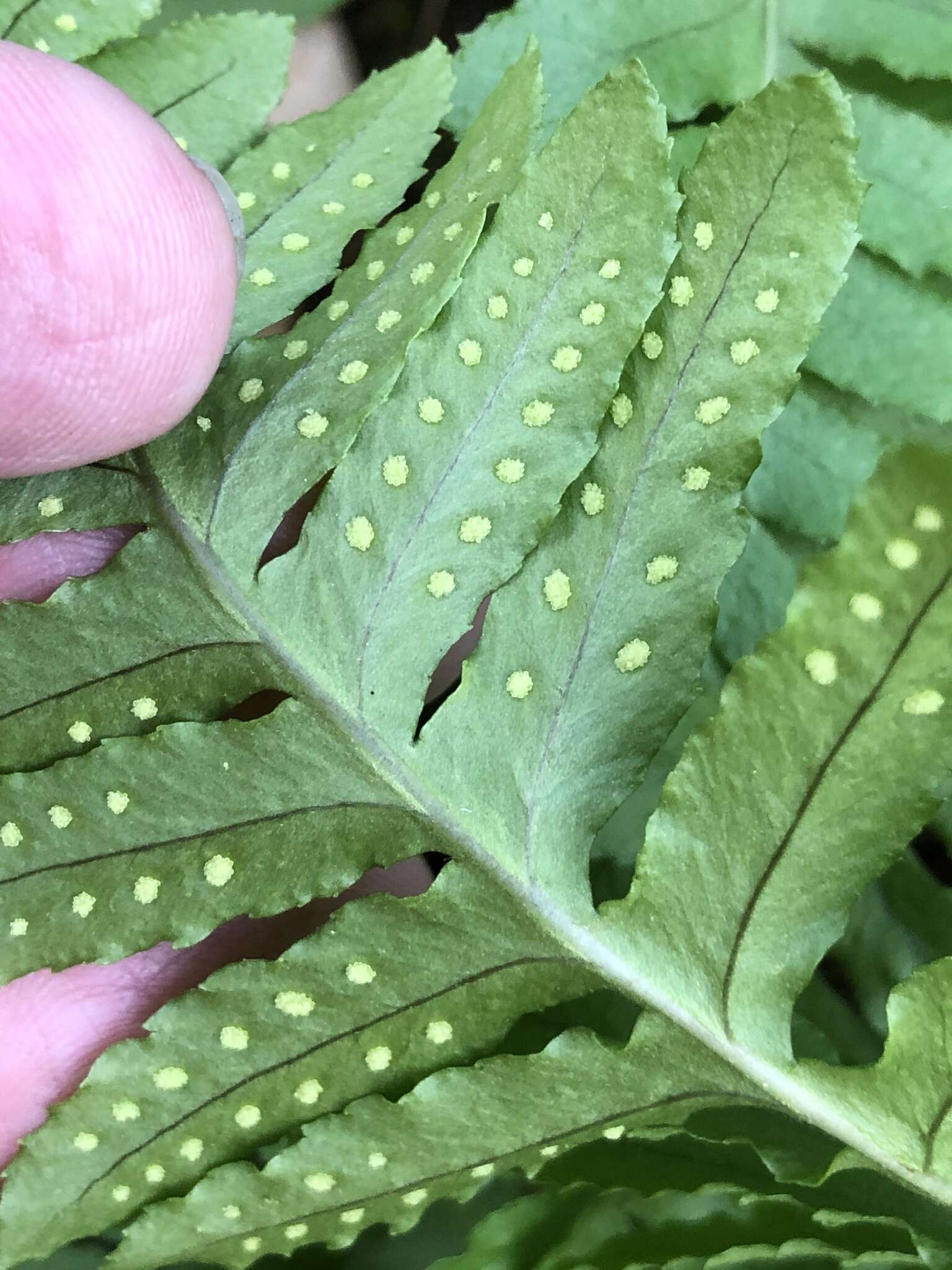 Image of nested polypody