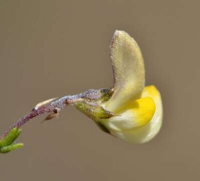 Image of Aspalathus microphylla DC.