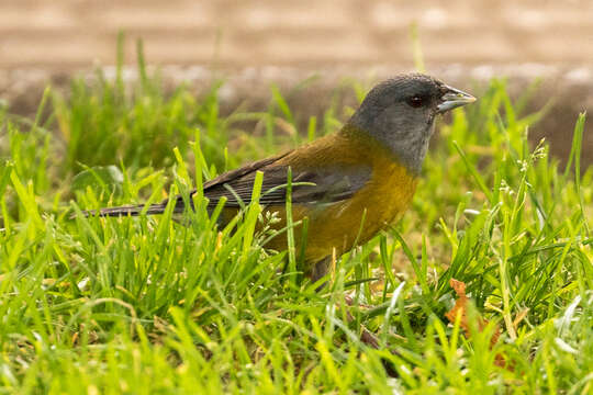 Image of Patagonian Sierra Finch