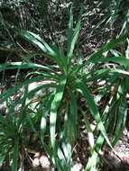 Image of large-leaved dragon tree