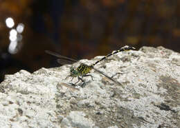 Image of Hemigomphus comitatus (Tillyard 1909)