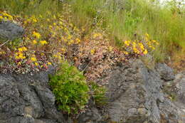 Image de Heuchera micrantha var. diversifolia (Rydb.) Rosend., Butters & Lakela