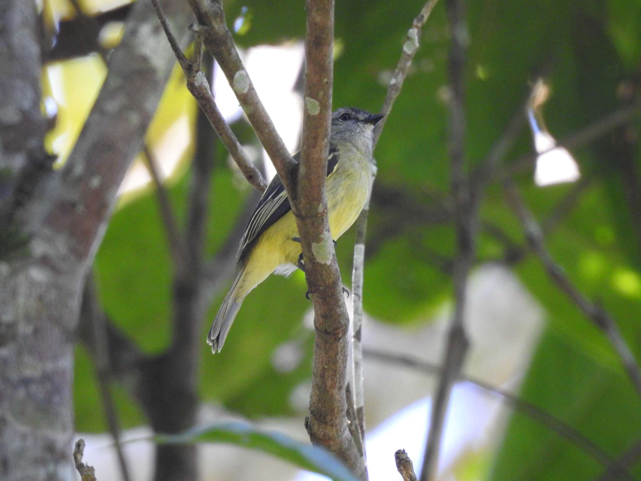 Image of Sooty-headed Tyrannulet