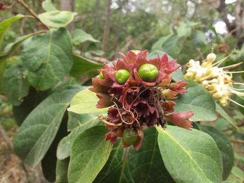 Image of Clerodendrum tomentosum (Vent.) R. Br.