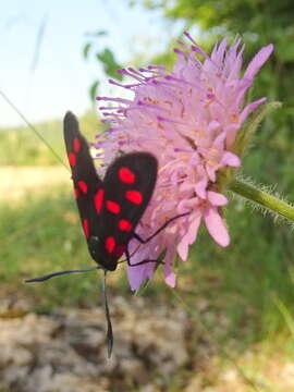 Image of six-spot burnet