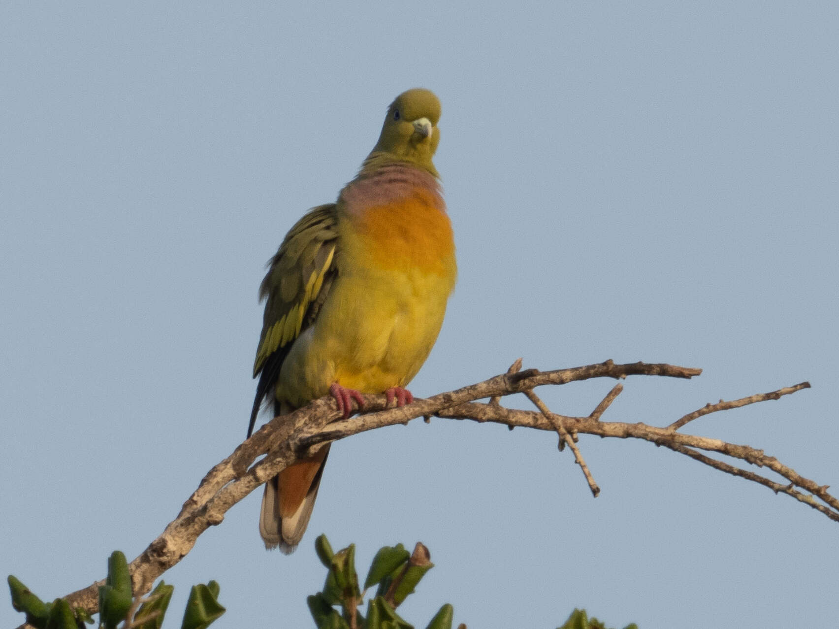 Image of Orange-breasted Green Pigeon