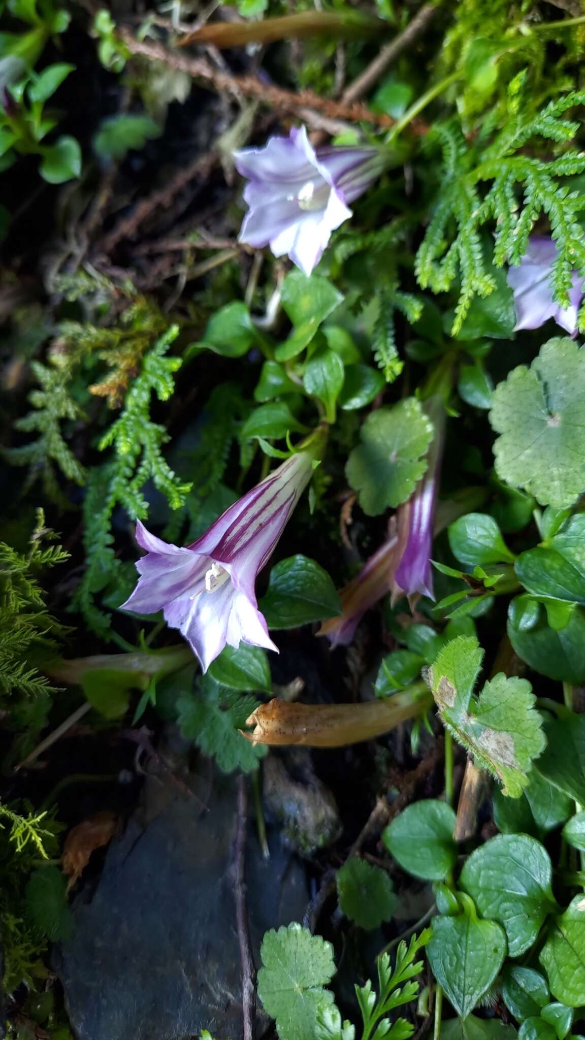 Imagem de Tripterospermum cordifolium (Yamamoto) Satake