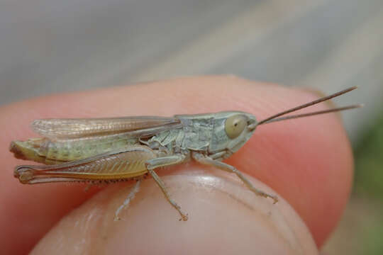 Image of Euchorthippus elegantulus Zeuner 1940