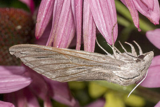 Image of Great ash sphinx