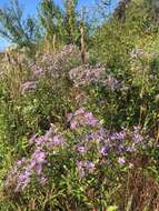 Image of Marsh American-Aster