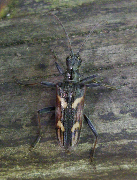 Image of Two-banded longhorn beetle