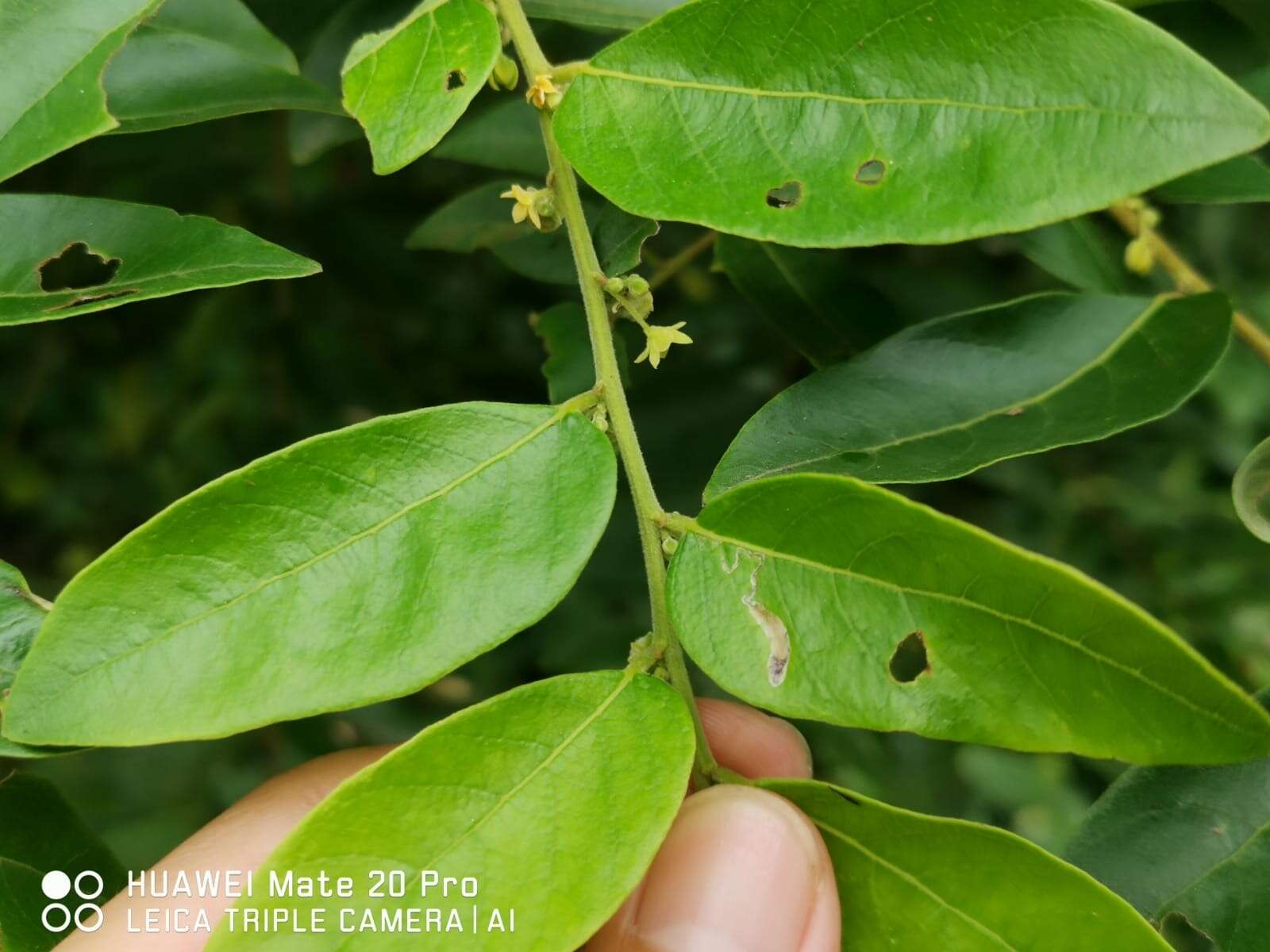 Imagem de Phyllanthus obscurus Roxb. ex Willd.