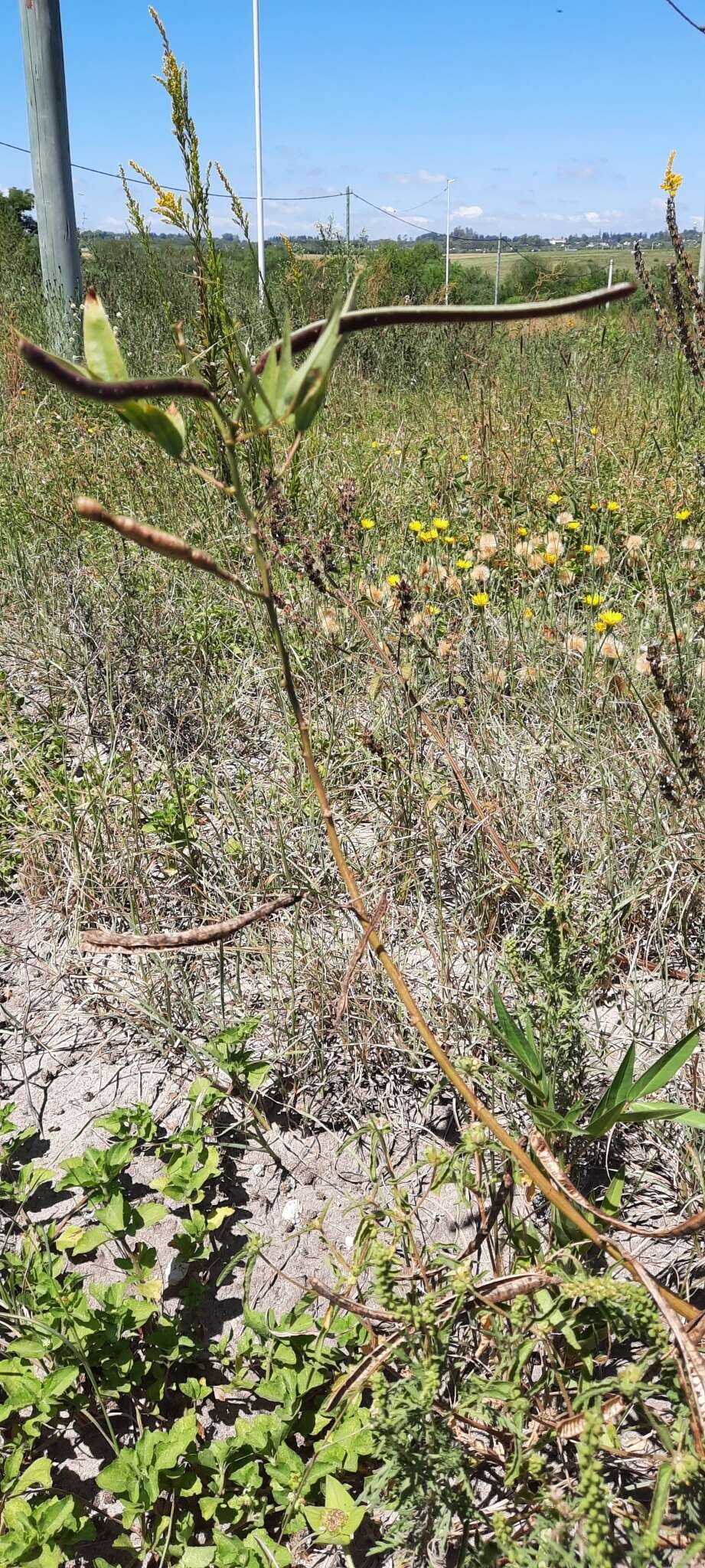 Senna scabriuscula (Vogel) H. S. Irwin & Barneby resmi