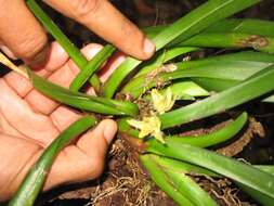 Maxillaria crassifolia (Lindl.) Rchb. fil.的圖片